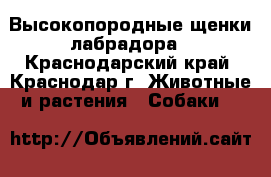 Высокопородные щенки лабрадора - Краснодарский край, Краснодар г. Животные и растения » Собаки   
